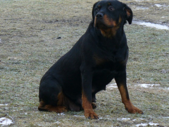Rottweiler - Szczeniaczki Pieski i Suczki - Rottweilery